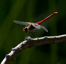 Sympetrum sanguineum